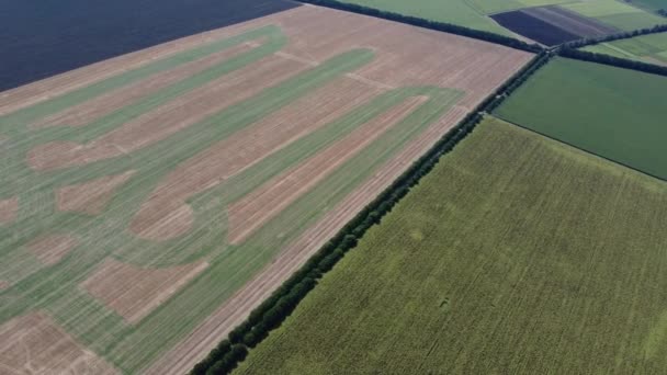 Herb Ukrainy na polu pszenicy. Trójząb. — Wideo stockowe