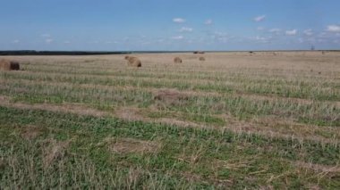Buğday tarlasında yuvarlak balyalar. Makineler balyalarda saman toplar.