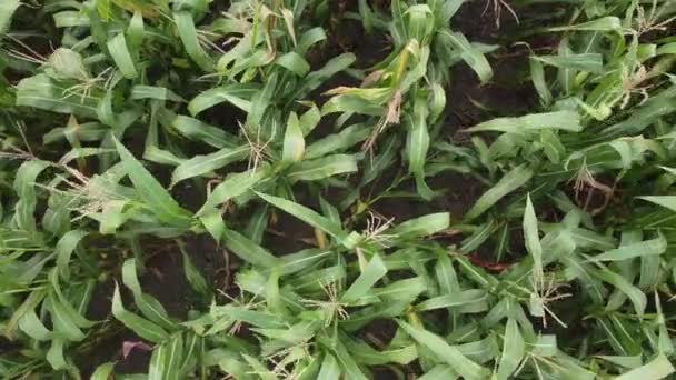 Tallos de maíz verde se balancean en el viento. — Vídeos de Stock