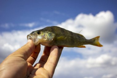 Mavi gökyüzünün arka planında nehir tüneği.