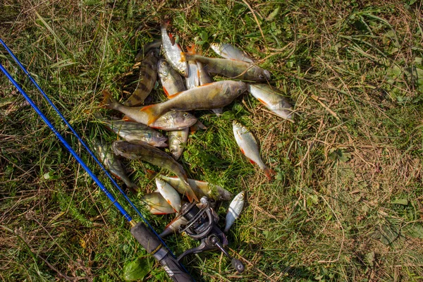 Beaucoup de perches de rivière sur l'herbe verte avec filature — Photo