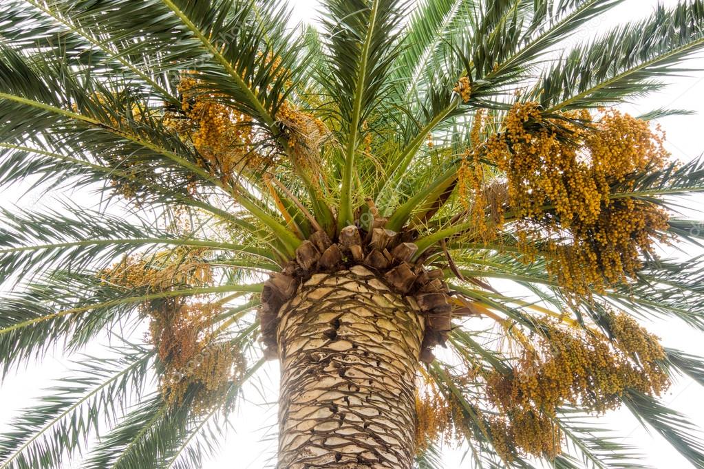 The fruits of palm trees on the promenade of Budva, Montenegro