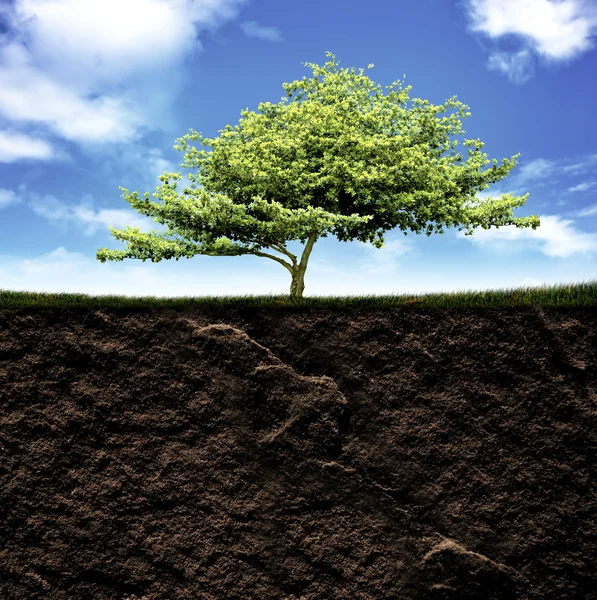 Cross section of grass and soil against blue sky — Stock Photo, Image