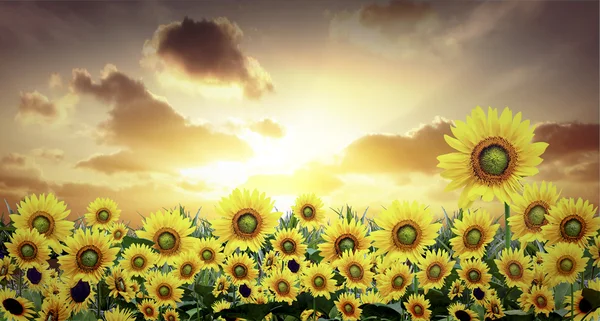 Sonnenblume — Stockfoto