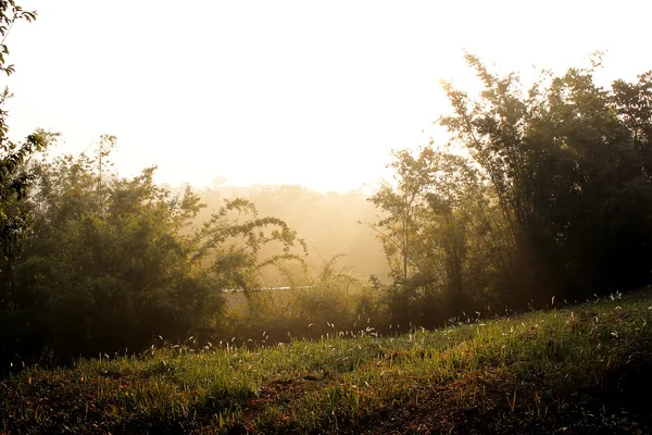 Automne Nature Ciel image — Photo