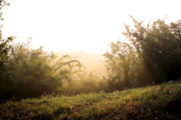 Abstraktes Grasfeld im Sonnenuntergang — Stockfoto