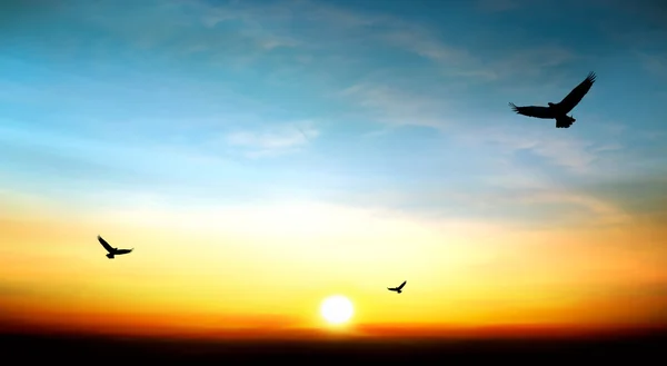 Águia voando no céu belo pôr do sol — Fotografia de Stock