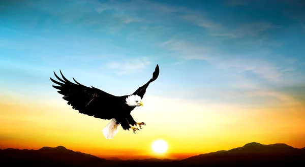 Águia voando no céu belo pôr do sol — Fotografia de Stock