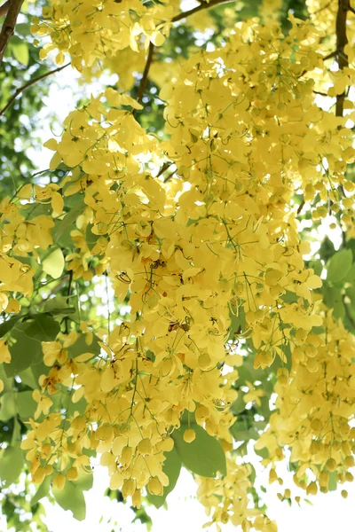 Chuveiro dourado — Fotografia de Stock