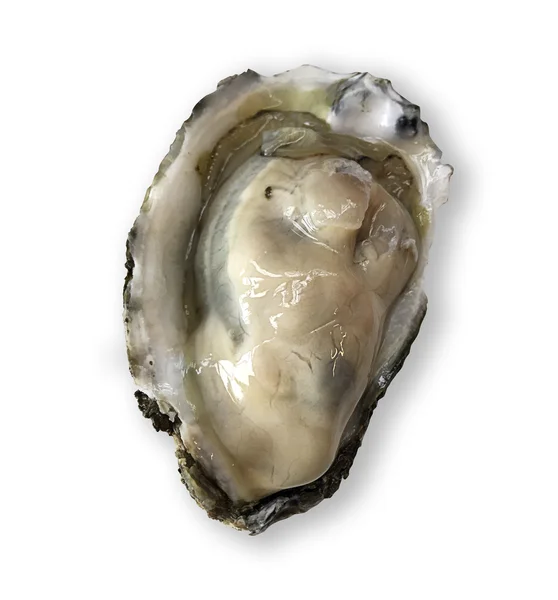 Invólucro de ostra — Fotografia de Stock
