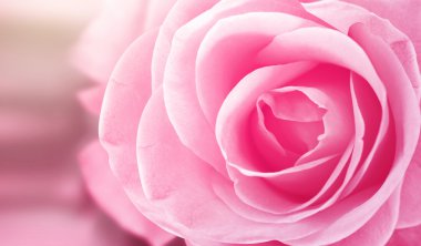 pembe gül çiçeği