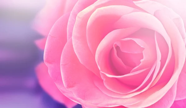 Pink rose flower Royalty Free Stock Images