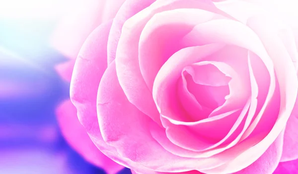 Pink rose flower Royalty Free Stock Images