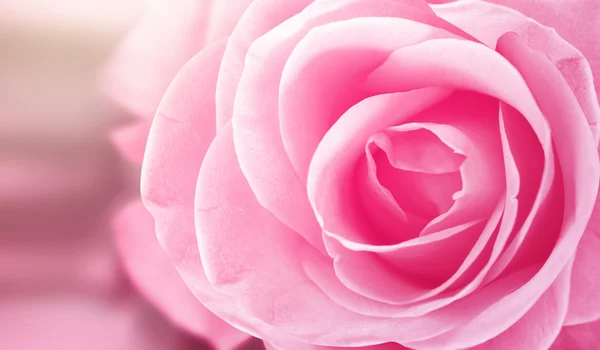 Roze roos bloem — Stockfoto