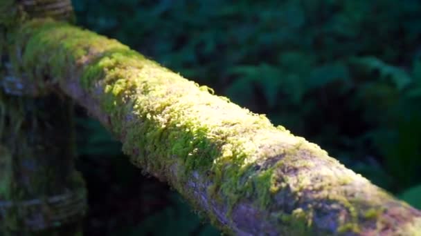 Moos bedeckt das Holzgeländer des Wanderweges und zeigt üppigen Wald — Stockvideo