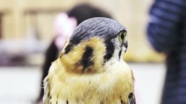Bıyıklı Şahin, Falco biarmicus, orta boy bir yırtıcı kuş yakın çekim yukarı