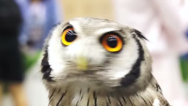 Nahaufnahme einer kleinen nördlichen Weißgesicht-Eule. schöne gelbe glänzende Augen und graue Federn — Stockvideo