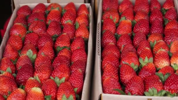 Cajas de fresas en venta — Vídeos de Stock