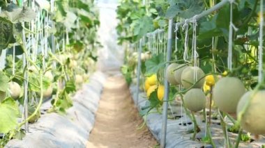 Kavun, Japon kavun ve diğer kavun sera kapalı grupta büyüyen
