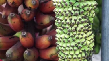 çeşitli türleri muz, kırmızı olan ve benzersiz bir