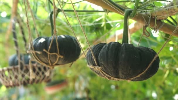 Pumpkin vine, vertical garden hanging on the basket — Stock Video