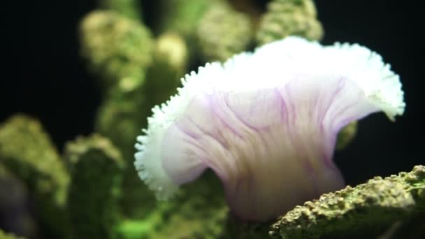 Weiße Seeanemone — Stockvideo