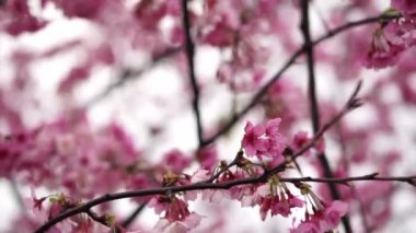 Bahar çiçekleri pembe kiraz sakura