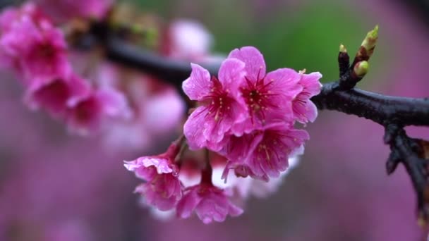 Ανθισμένες κερασιές λουλούδια Ιαπωνικά Sakura δέντρα στην Κίνα Ταϊβάν — Αρχείο Βίντεο