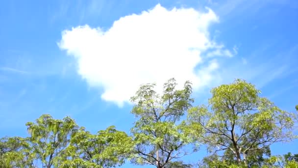 Panorama superiore dell'albero video con grande nuvola bianca rotonda per copiare spazio e testo — Video Stock