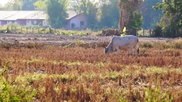 Відео корів стоячи трава випасу худоби в сухому рисові поля з багато птахи. Сцена у Південно-Східної Азії, Таїланд — стокове відео