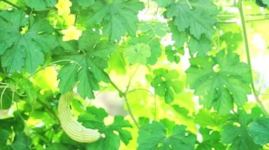 Video güzel, yeşil dikey çiftlik arkadan aydınlatmalı ile bokeh ve kopya boşluk bırakır