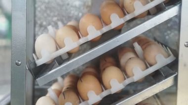 Video yumurta kuluçka makinesi yakın bakış