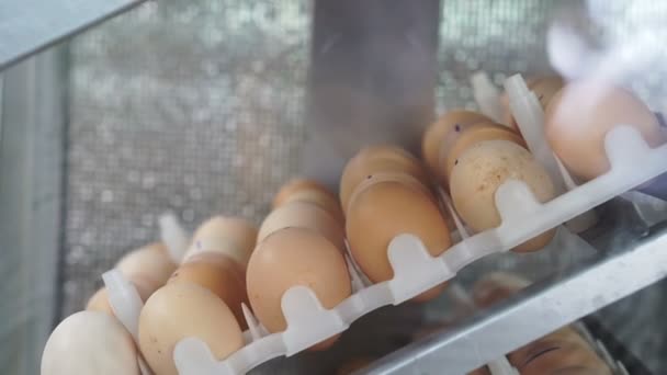 Video egg hatching machine close up view — Stock Video