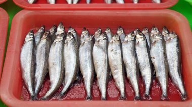 shishamo, capelin balık, Balık yumurta bel bölgende sürü ile. Çiğ balık Market