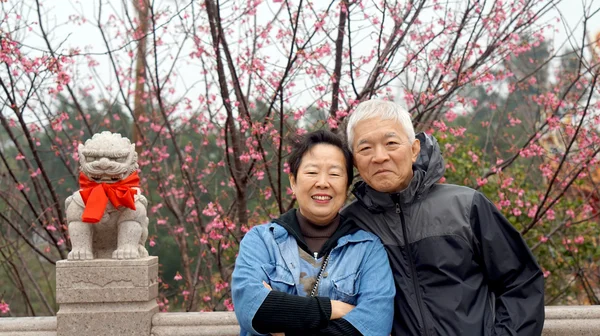 Asiatiska senior par med körsbärsblommor — Stockfoto