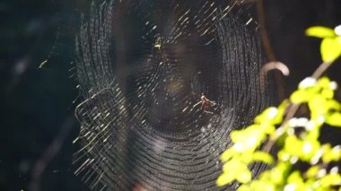 Sabah güneş ışığı ormanında mükemmel örümcek ağı