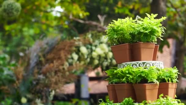 Groene plant pot laag ingesteld voor huwelijksceremonie in de romantische tuin — Stockvideo