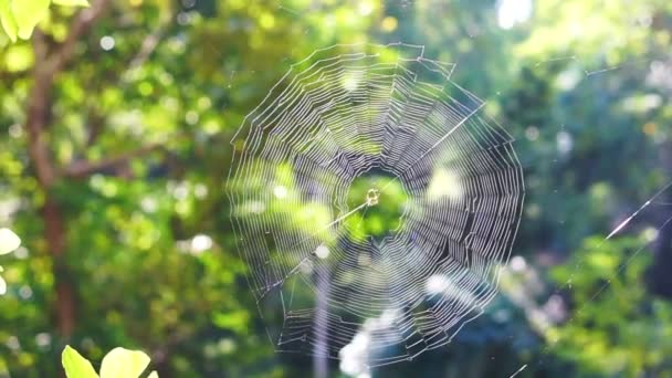 Teia de aranha perfeita na floresta sob a luz do sol da manhã — Vídeo de Stock