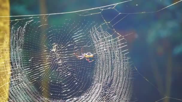 Perfektes Spinnennetz im Wald im Morgensonnenlicht — Stockvideo