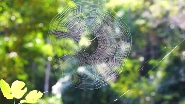 Teia de aranha perfeita na floresta sob a luz do sol da manhã — Vídeo de Stock