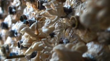 Tarım mantar yetiştirme, çiftlikte yetiştirilen mantar