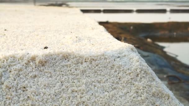 Moară de vânt și floare de sare de mare în ferma de tigaie de sare, câmp de sare cu soare de dimineață — Videoclip de stoc