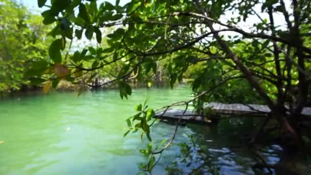 Lesní stromy mangrove a oceán příliv současné vedle dřevěné molo — Stock video