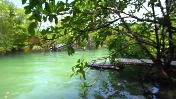 Mangrove skogsträd och ocean tidvattnet nuvarande bredvid piren i trä — Stockvideo