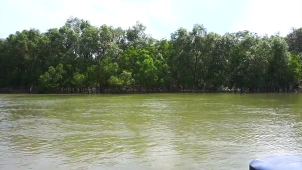 Mangrovebomen bos en Oceaan tij huidige naast houten pier — Stockvideo