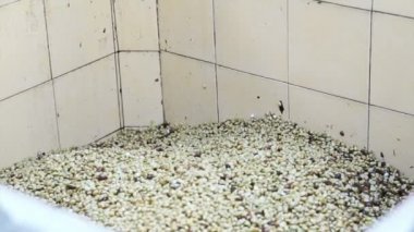 HD 1080 çiğ beyaz kahve çekirdekleri yakın çekim 