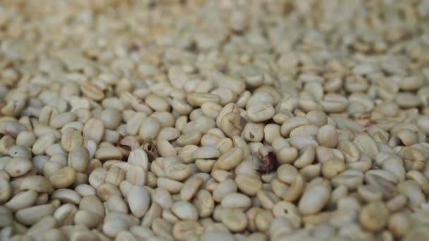 高清 1080年生白色咖啡豆关闭 — 图库视频影像