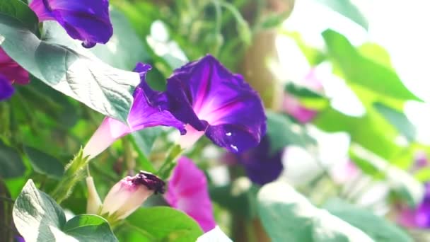 朝の太陽に咲く紫色の朝顔。ハーブの植物 — ストック動画
