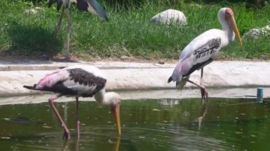 Boyalı leylek (Mycteria leucocephala) büyük sulak kuş 