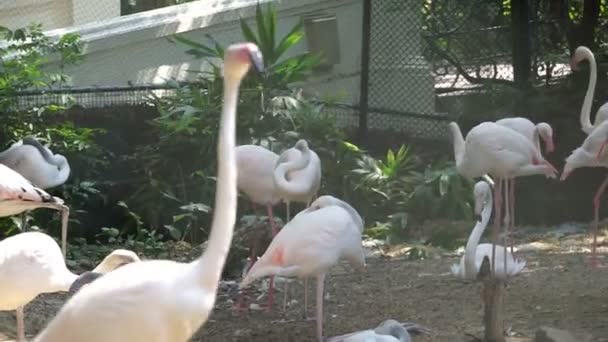 Troupeau de flamants roses près de l'étang 